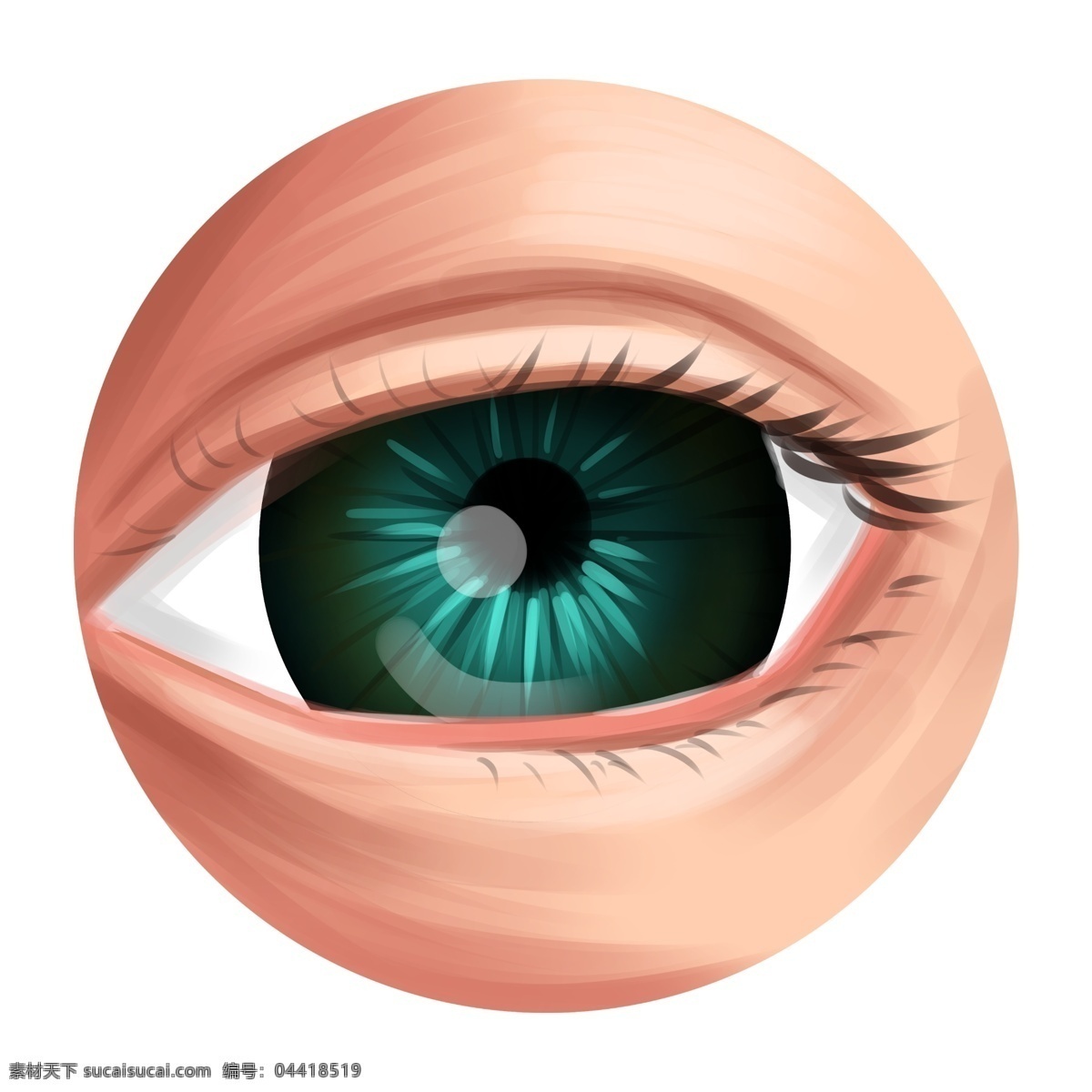 眼睛 器官 卡通 插画 漂亮的眼睛 卡通插画 人体器官 五官插画 器官插画 眼睛器官 双眼皮眼睛