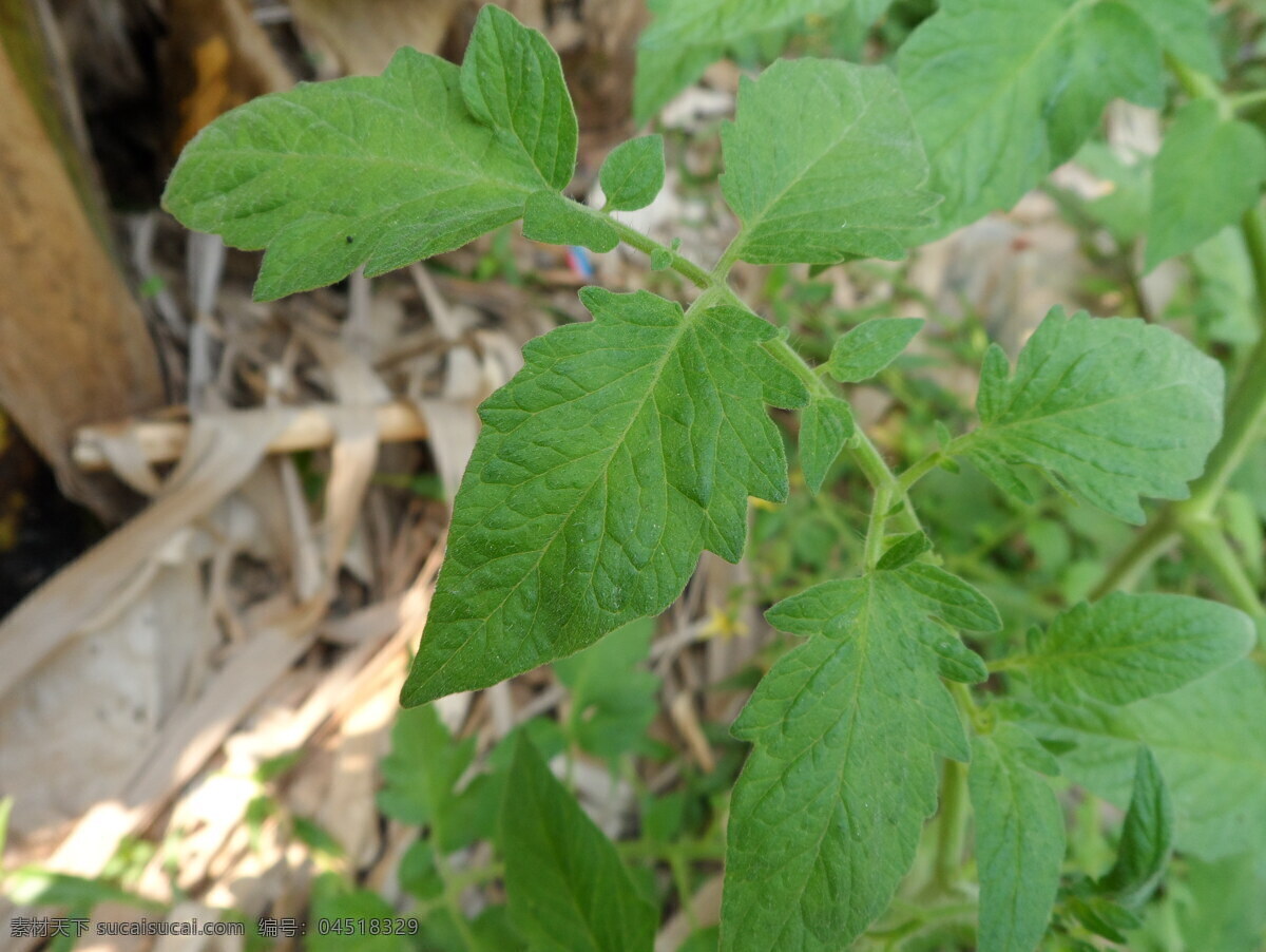 番茄叶 绿叶 番茄 西红市 蔬菜 植物 生物世界 绿色