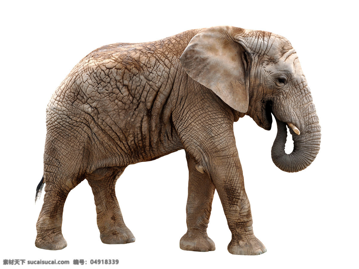 大象 象 野生动物 动物世界 陆地动物 生物世界 白色