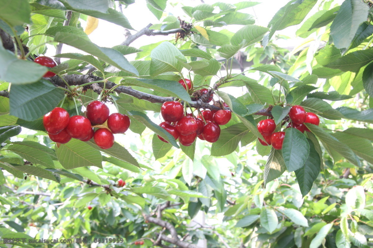 大樱桃 车厘子 拍摄 地方特色 新鲜水果 国产樱桃 生物世界 水果