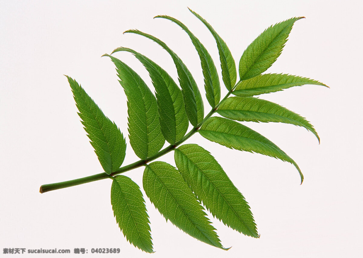 绿 树叶 叶子 植物 自然 背景图片