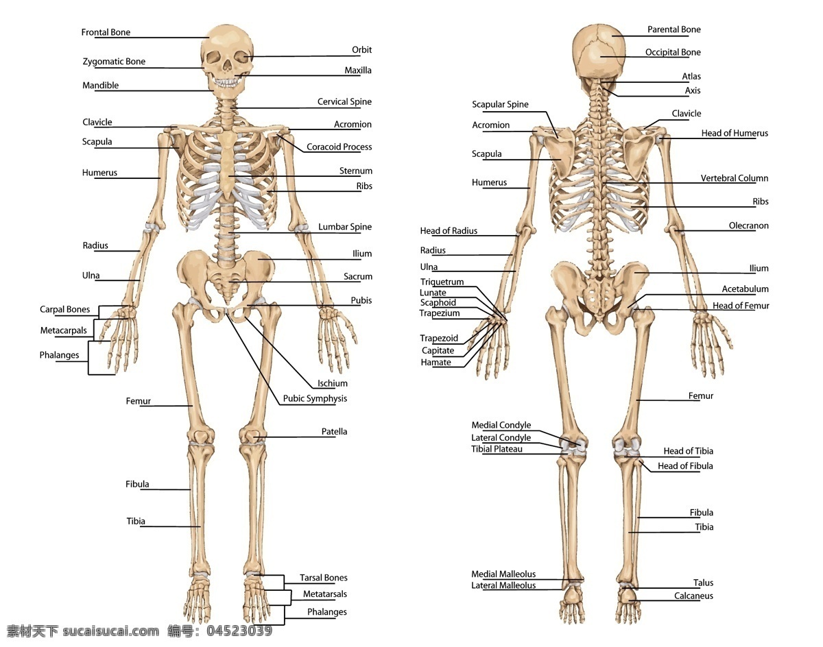 人体解剖 骨骼 骷髅 骨架 卫生医疗背景 医学 医疗 医疗保健 矢量 生活百科