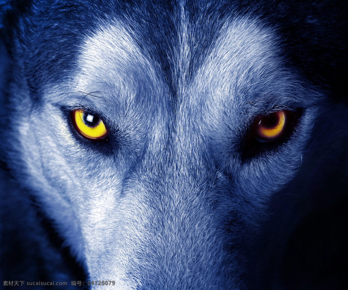 狼眼睛特写 狼 眼睛 特写 模板下载 狼眼 野生动物 动物世界 动物摄影 陆地动物 生物世界 黑色