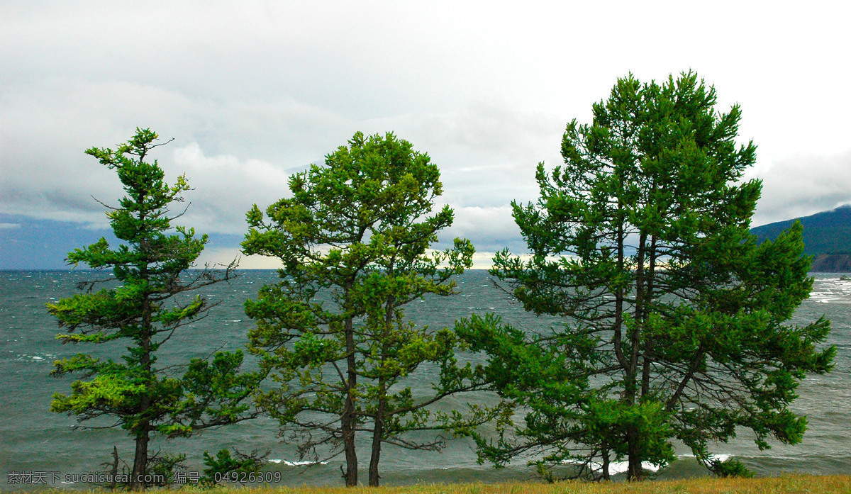 海边 大树 植物 天空 大海 自然风光 环境 景观 景区 郊区 田野 底纹背景 花草树木 生物世界