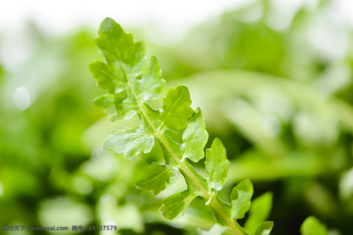 荠荠菜 野菜 挖荠荠菜 三角草 香荠 护生草 菱角菜 天然 绿色 地菜 荠草 草本 植物 佳肴 营养 药用 珍馐 炝拌芥兰苗 炝拌荠荠菜 炝拌山野菜 炝拌野菜 芥蓝苗 山野菜 生物世界 蔬菜