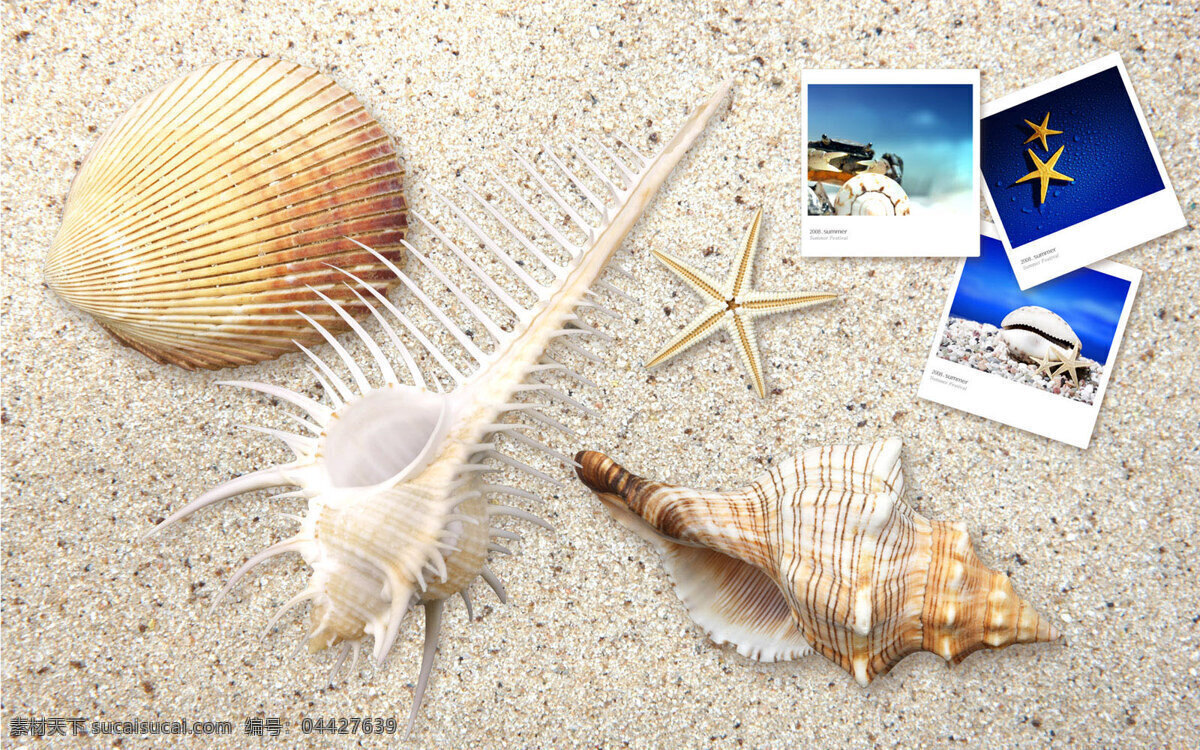 贝壳 海星 沙滩 合成 桌面 海洋生物 海螺 照片 夏季 合成桌面 底纹边框 其他素材