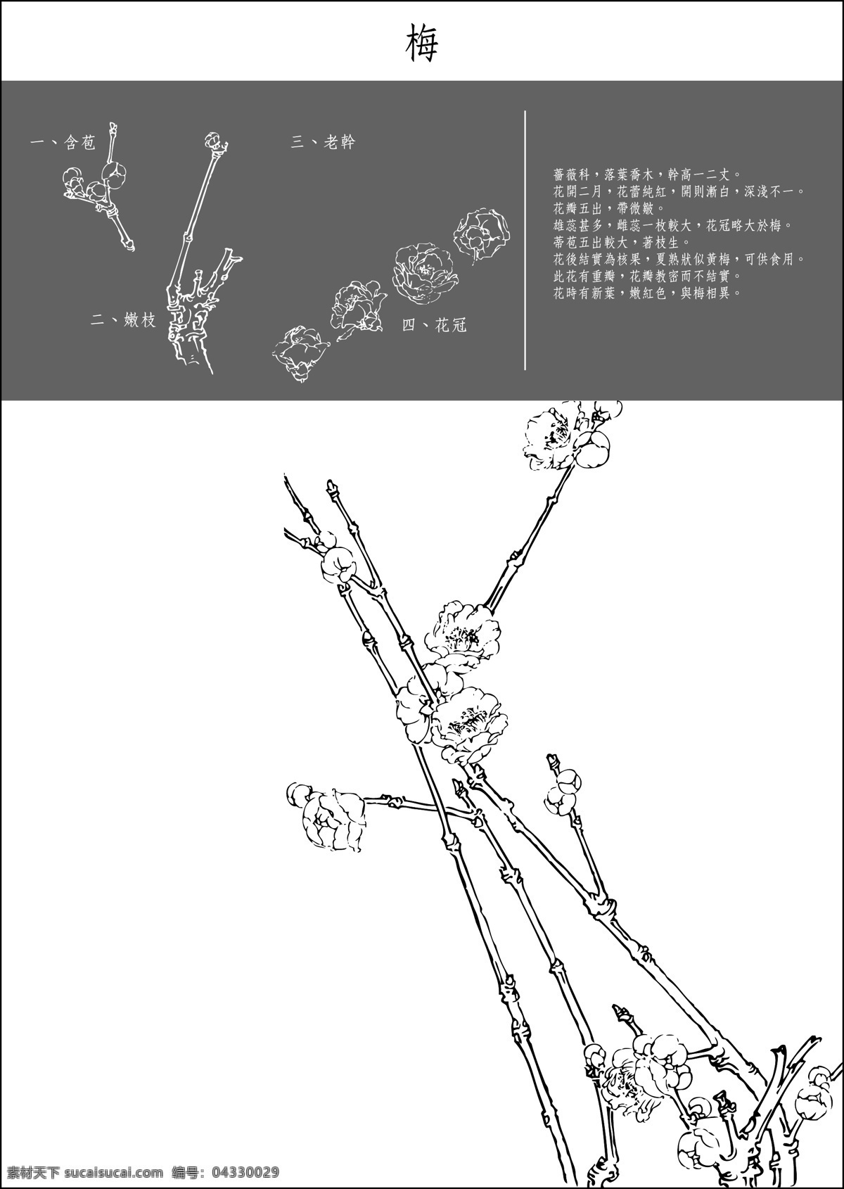 工笔画梅花 中国工笔画 梅花 腊梅 冬天梅花 花素材 底纹花 底纹边框 花边花纹