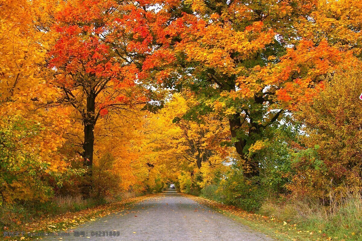 红枫 林荫小道 枫树 树叶 小道路 黄叶 红叶 秋天 秋季树叶 生物世界 树木树叶 户外 风景 系列