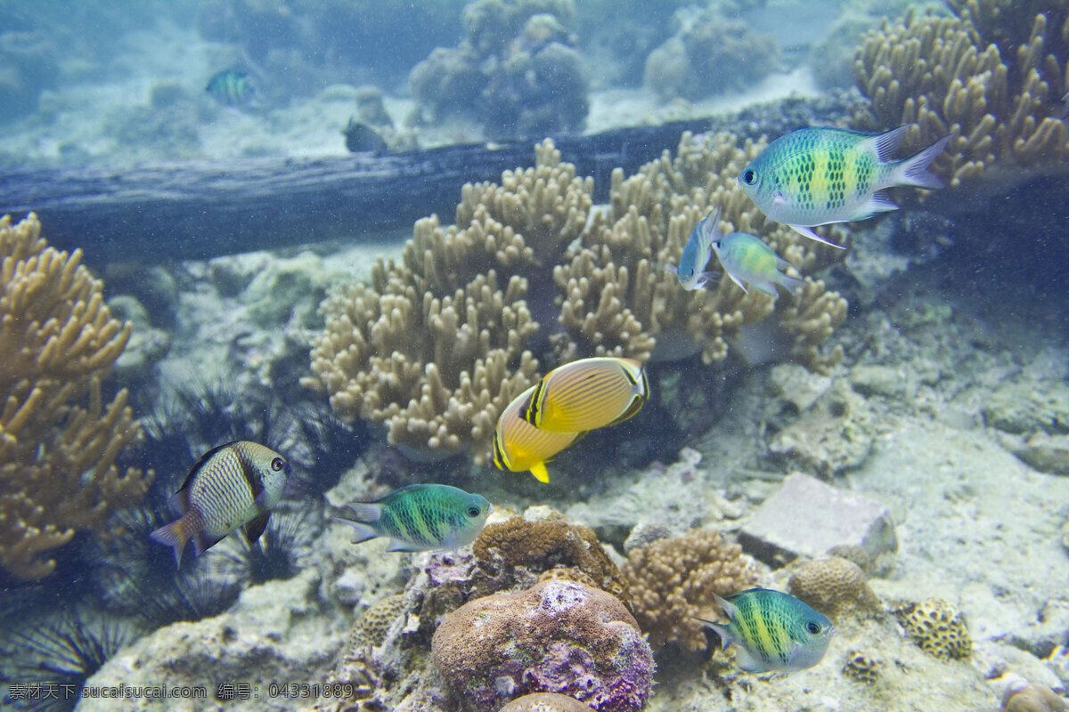 沙巴 海景 风光图片 海水 海洋生物 马来西亚 潜水 珊瑚 生物世界 沙巴海景风光 鱼群 海底景观 风景 生活 旅游餐饮