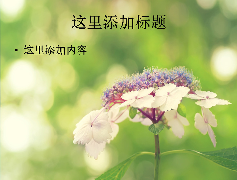 唯美 小花 特写 高清 ppt8 风景 花朵 自然风景 花卉 迷人景色 模板