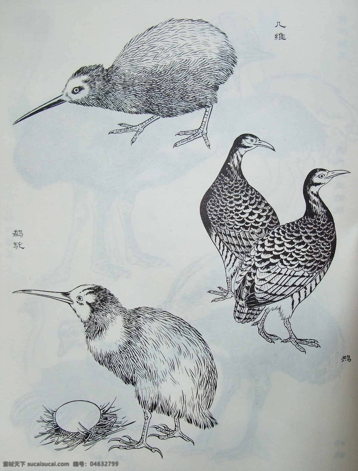 鸟类工笔画 小鸟 写实 教程实例 黑白 工笔画 鸟类 生物世界