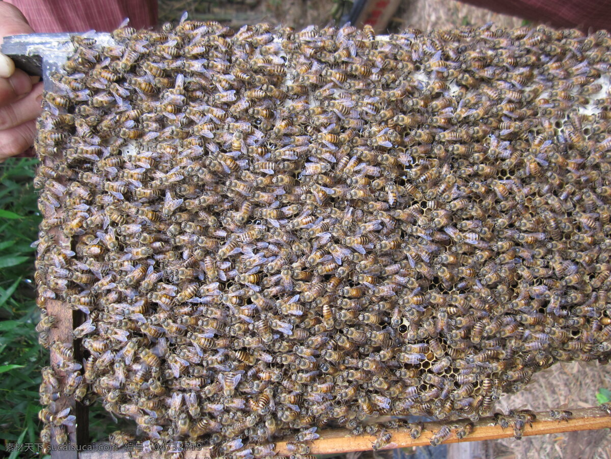 蜜蜂 蜂蜜 昆虫 生物世界