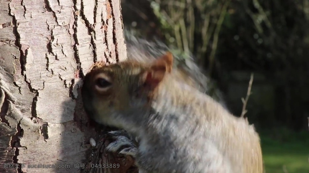 松鼠 动物 树干 视频 视频背景 实拍视频 视频素材 视频模版 树干视频