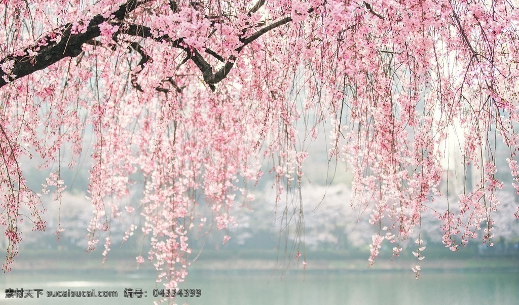 浪漫 樱花 串 日本 花卉 背景 壁纸 壁画 背景墙 自然景观 自然风景