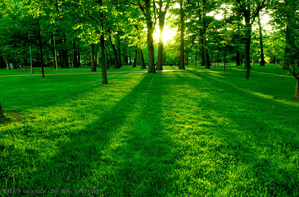 解压密码 树木 草地 黄昏 精品 实用 精美图片 印刷 适用 高清 创意 风景 风光 绿色 生物世界