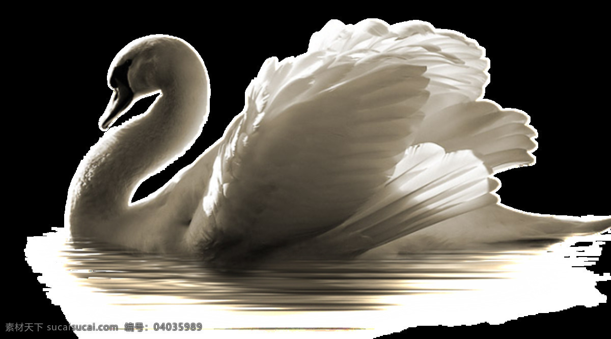 天鹅图片 天鹅 黑天鹅 白天鹅 鹅 大天鹅 灰天鹅 小天鹅 鹄 png图 透明图 免扣图 透明背景 透明底 抠图 生物世界 野生动物