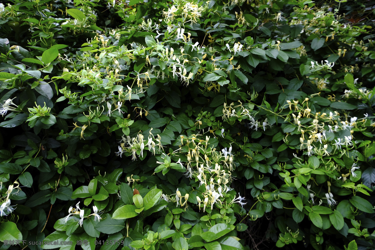 金银花 金花 花枝 药材 土银花 生银花 山银花 银花藤 金钱花 生物世界 花草