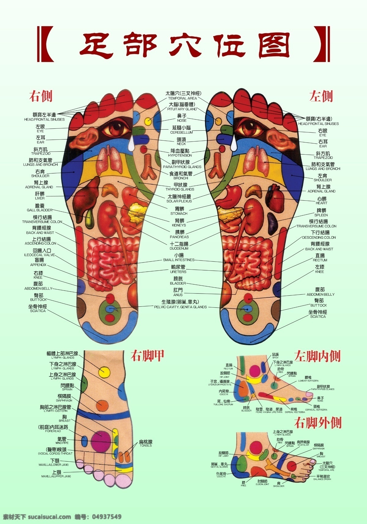 足疗穴位图 足疗 足部 穴位图 左脚 右脚 左脚内侧 右脚内侧 右脚甲 分层 源文件库