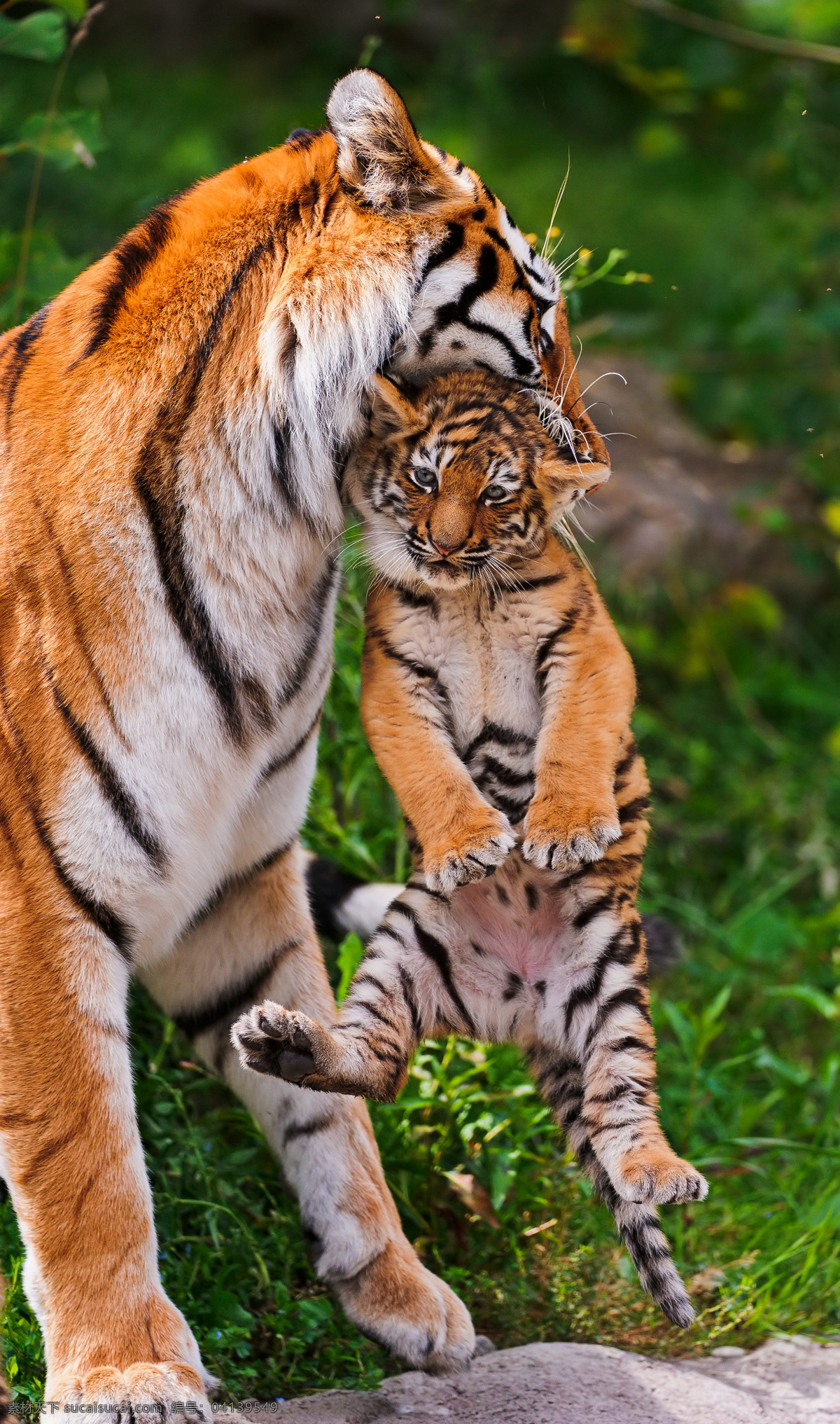 老虎 东北虎 华南虎 母子 叨着 小虎 幼虎 可爱 保护动物 哺乳动物 野生动物 生物世界
