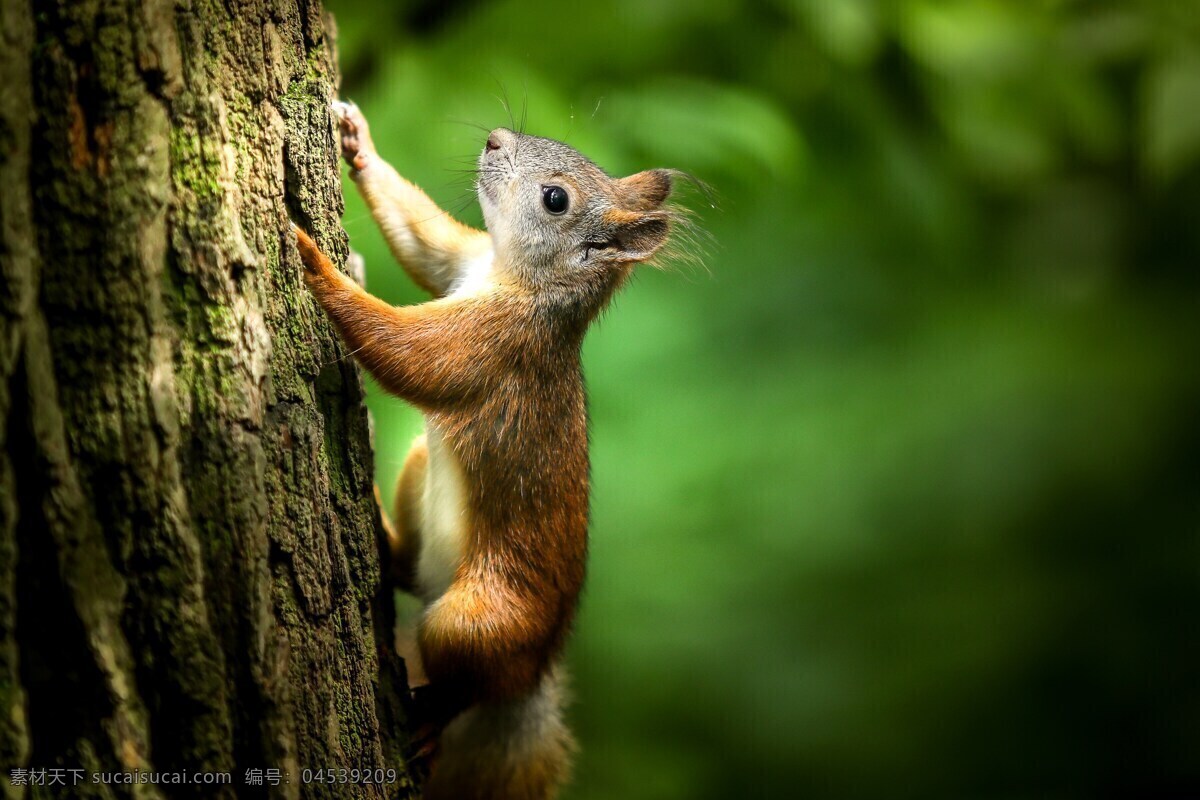 小松鼠爬树 松鼠 小松鼠 英格兰松鼠 棕色松鼠 可爱松鼠 松鼠爬树 可爱 棕色 爬树 树干 哺乳动物 啮齿动物 野生动物 动物 生物世界