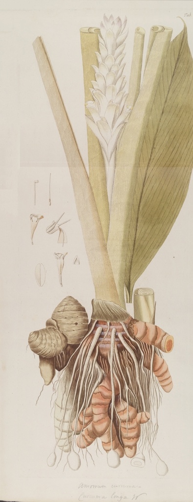 精美 绘画 草本植物 图谱 植物手绘 欧美复古 花卉花朵 清新淡雅风格 花草绘画 设计参考 绘画素材 工笔画 装饰画 插画 植物图谱 树叶花朵 临摹素材 复古绘画 装饰画芯 叶片树枝 树干 植株 药材植物 植物花朵 生物世界 花草