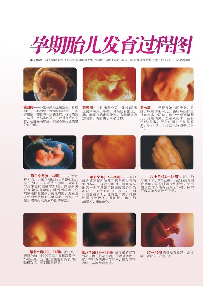 孕期 婴儿 发育 过程 图 发育图 产科 儿科 妇产科 医疗保健 生活百科 矢量