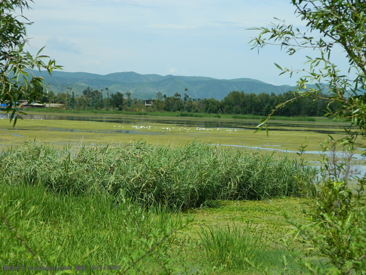 洱海湿地 洱海 芦苇 湿地 柳树 海岸 洱海畔 国内旅游 旅游摄影