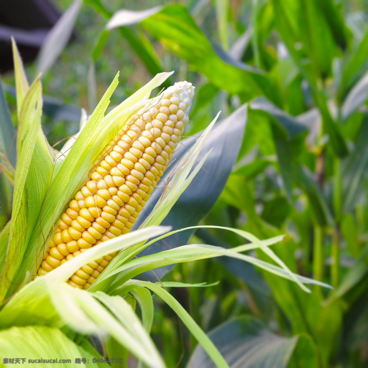 玉米 玉米棒子 苞谷 新鲜玉米 玉米摄影 农业生产 现代科技