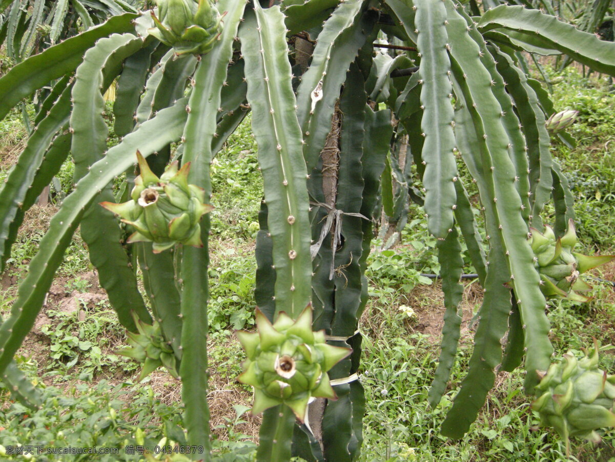 火龙果 火龙果植物 火龙果果实 火龙果花 火龙果摄影 火龙果照片 水果 生物世界