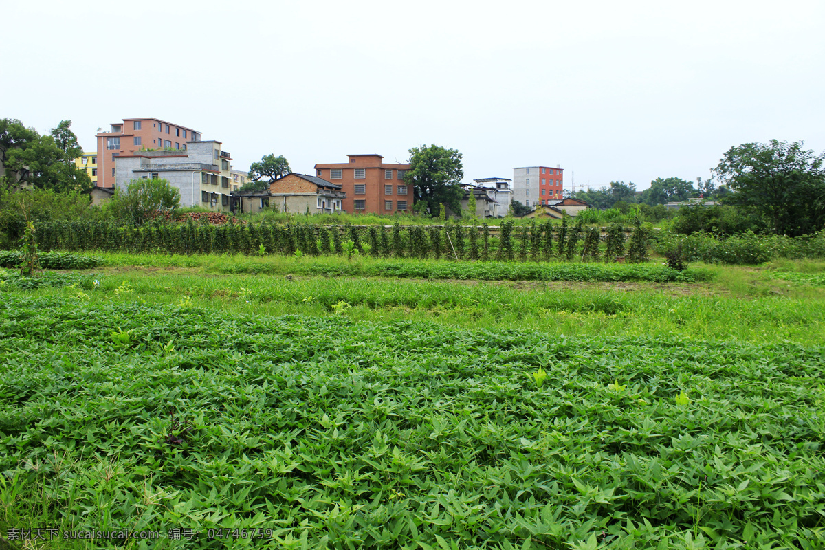 菜地 菜园 青菜地 农村菜地 乡村菜地 菜园子 田园 田野 田园风光 自然景观