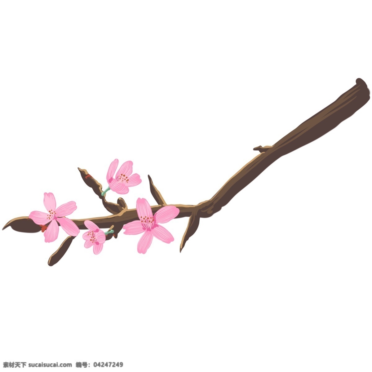 粉色 樱花 枝 插画 粉色的樱花 卡通插画 植物插画 樱花插画 樱花花朵 装饰樱花 好看的樱花枝