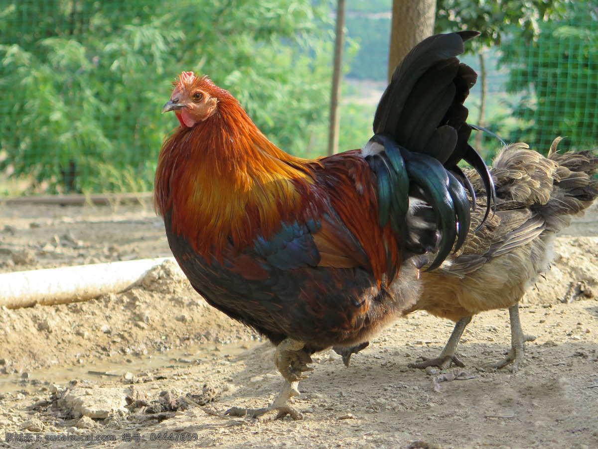 土鸡图片 土鸡 阉鸡 生态 养殖 鸡 生物世界 家禽家畜