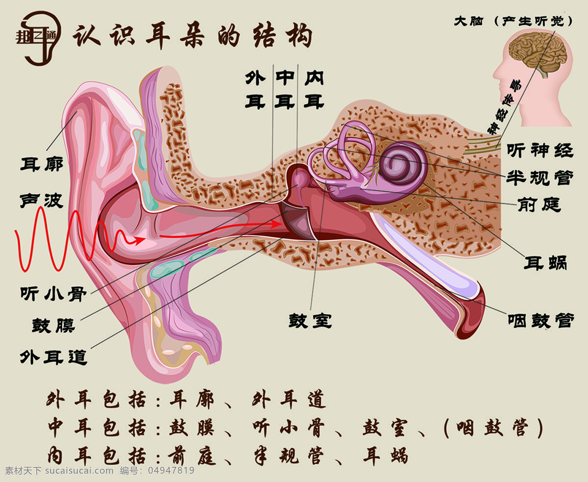 耳朵解剖图 耳朵 耳朵结构 耳朵构造 病耳