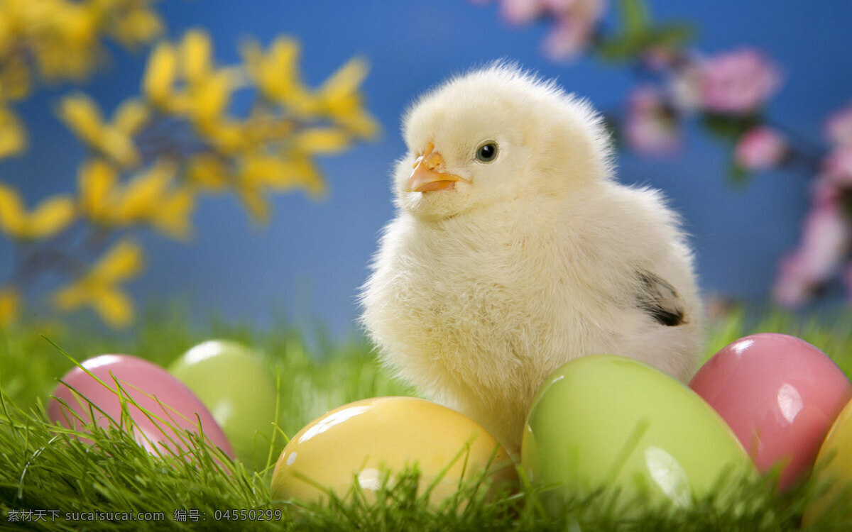 小鸡 蛋 鸡蛋 可爱的小鸡 彩色的蛋 绿色的草地 生物世界