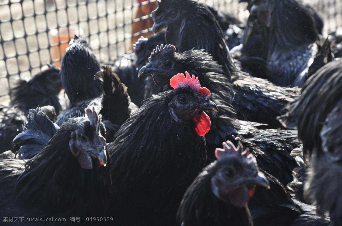 乌鸡 土鸡 散养鸡 养鸡场 家禽 生物世界 家禽家畜 黑色