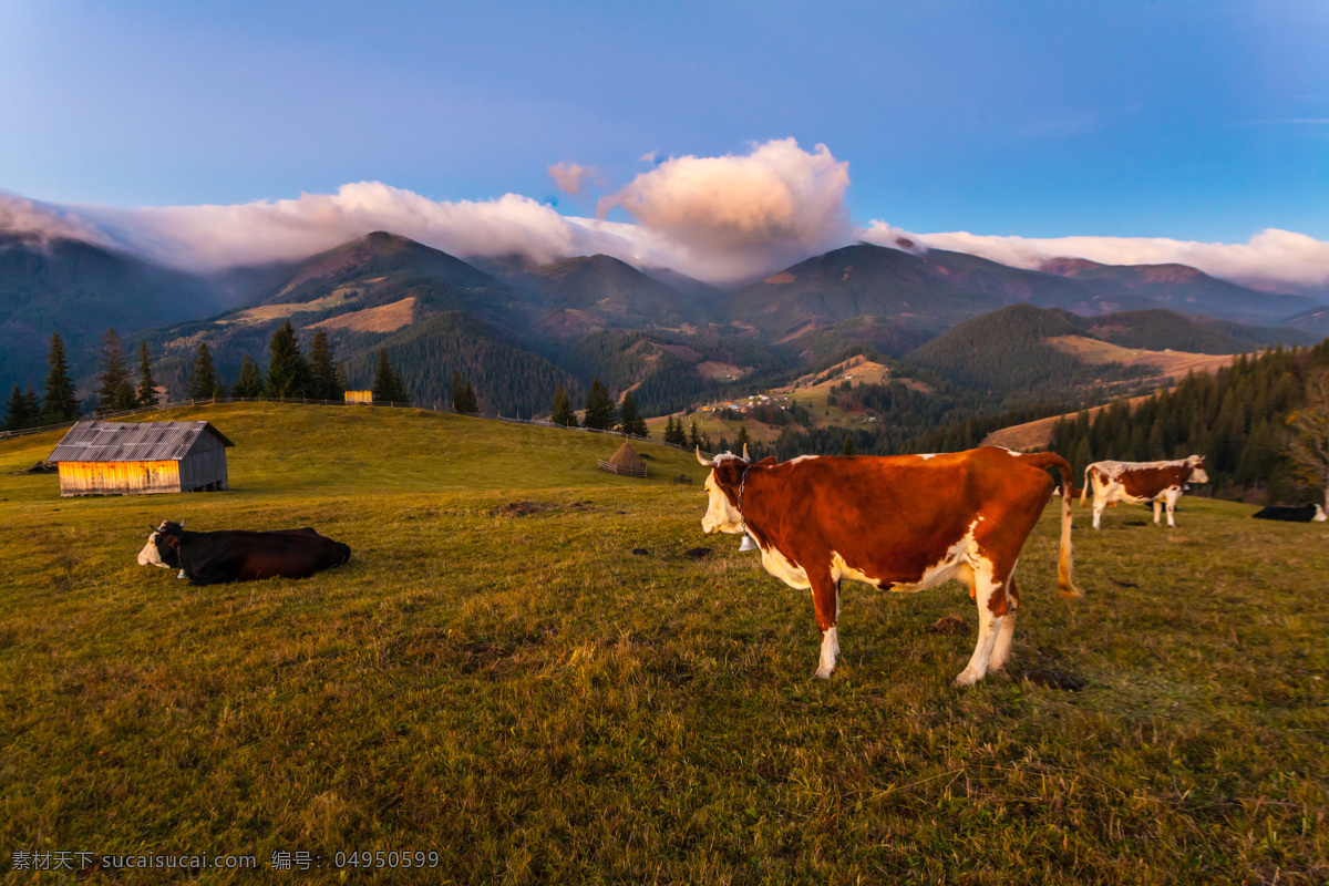 牧场上的奶牛 奶牛 高原牧场 草地风景 天空 蓝天 美丽风景 风景摄影 美丽景色 自然风景 自然景观 黑色