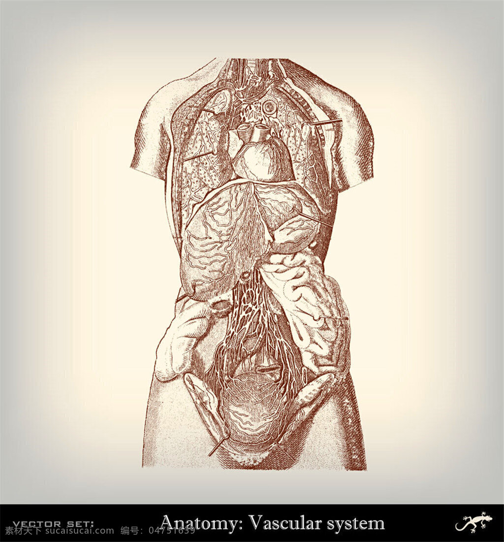 人体 解剖 插图 人体大脑 人体器官素描 人体器官插画 人体解剖学 人体结构插图 其他人物 矢量人物 矢量素材