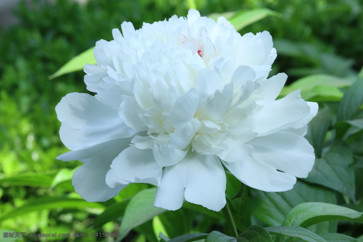 芍药花 芍药 将离 离草 花卉 花儿 花骨朵 花草 植物 园林绿化 绿化景观 花朵 花蕊 芍药牡丹 生物世界