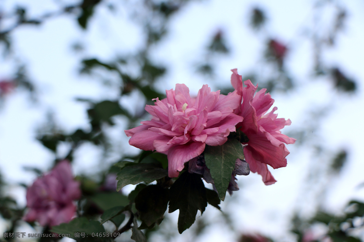 木棉 荆条 木槿花 锦葵科 花卉 木槿 花朵 花蕊 花蕾 园艺 特写 红花 粉色槿花 绿化树木 生物世界 花草