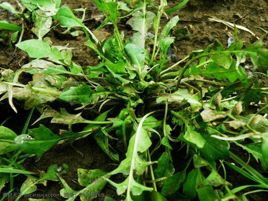 荠菜高清 荠菜图片大全 荠菜的图片 荠菜 草本植物 菜叶 野菜