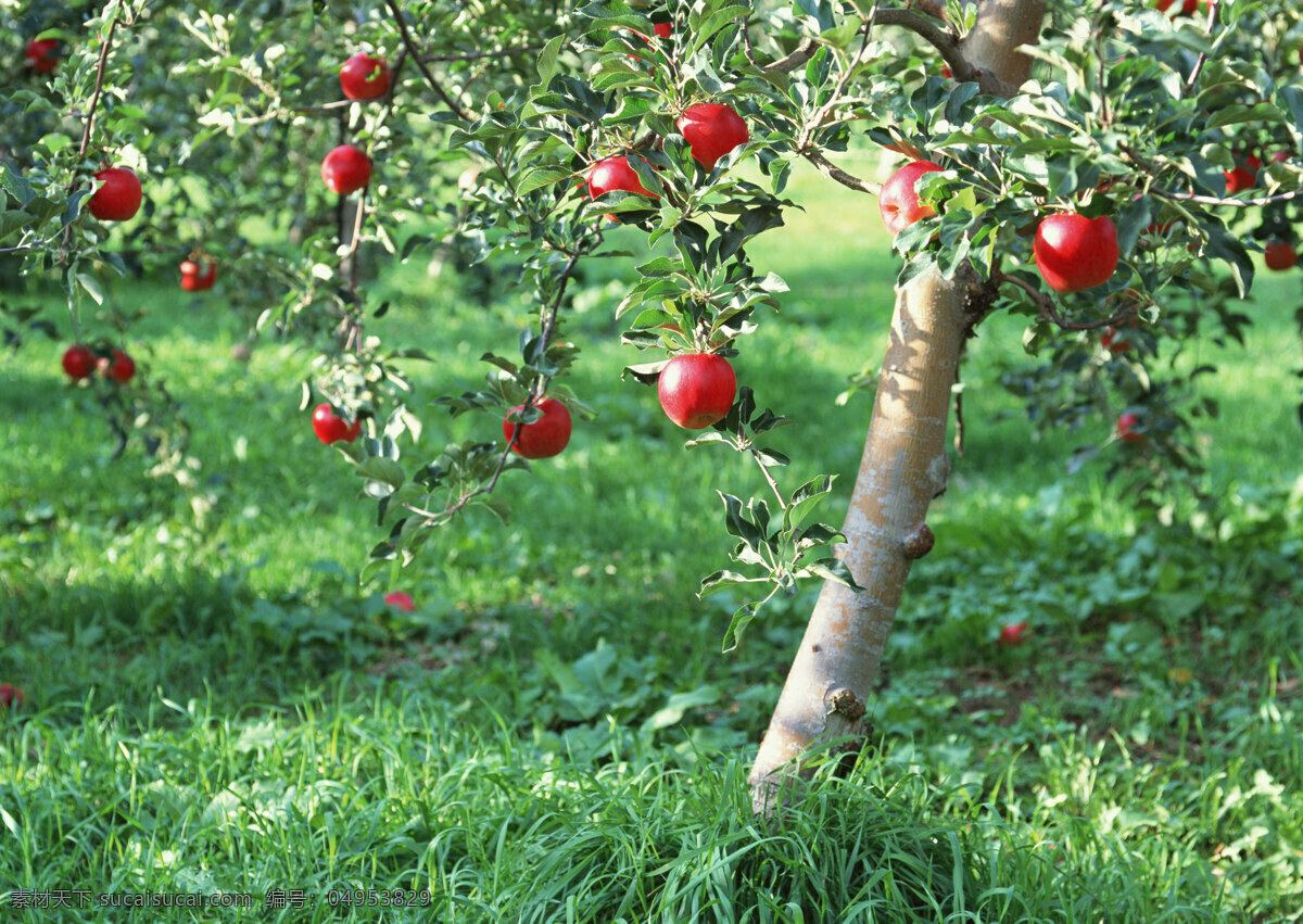 苹果树 苹果 水果 苹果园 生物世界
