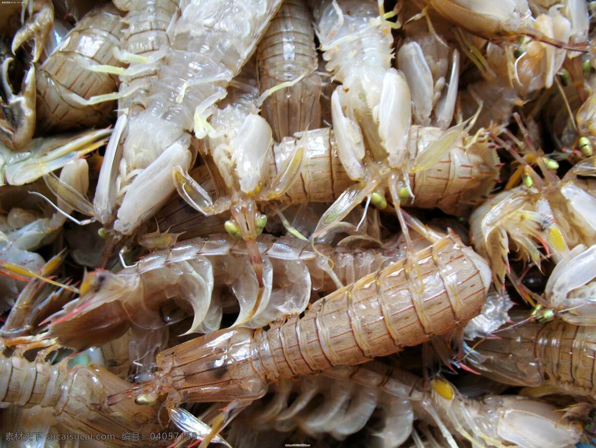 皮皮虾 海鲜 虾爬子 虾 鲜美 海产品 食物原料 餐饮美食