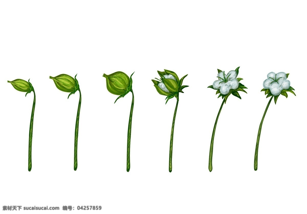 棉花植物开花 植物 矢量素材 植物插画 手绘植物 植物素材 手绘花朵 手绘花卉 成长过程