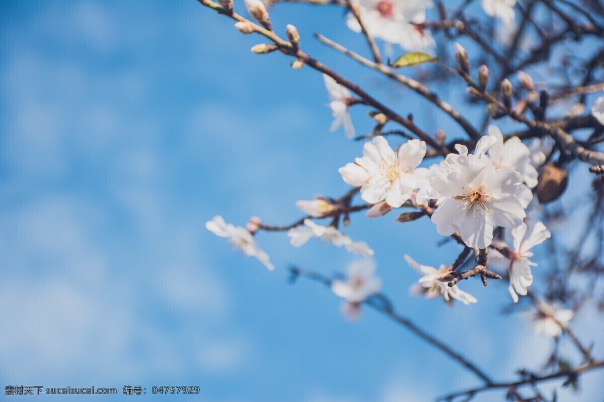 梨花 梨树 开花 蓝天 白云 梨树枝 生物世界 花草