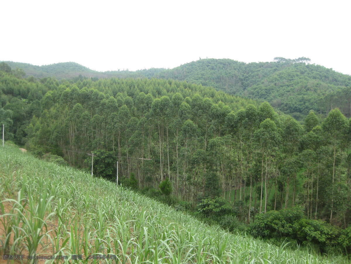 桉树林 群山 山地甘蔗 大自然 自然风景 自然景观