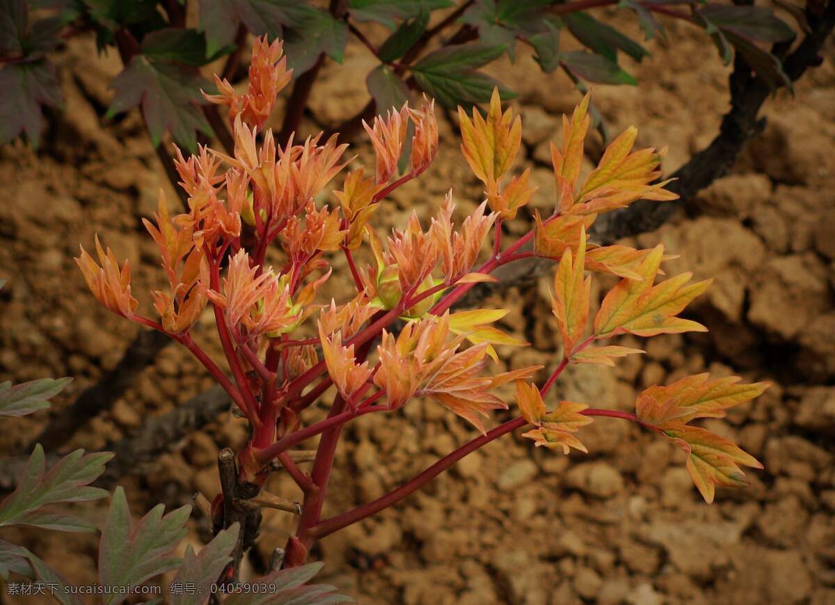 牡丹花芽 阳光 普照 洛阳 东都 国花 牡丹 红色 嫩枝 沃土 生物世界 花草 摄影图库