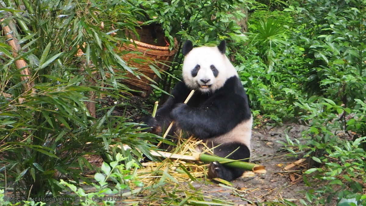 大熊猫 小熊猫 国宝 四川成都 大熊猫基地 繁育基地 幼年大熊猫 成年大熊猫 可爱 憨态可掬