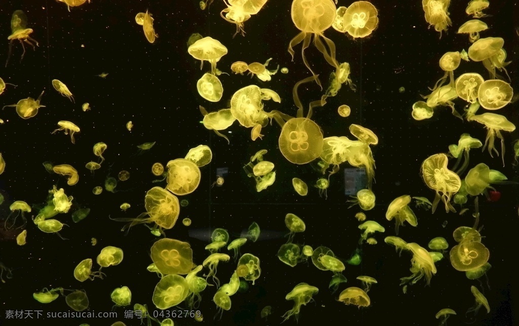 水母 水底 海洋生物 七彩 海底 生物世界