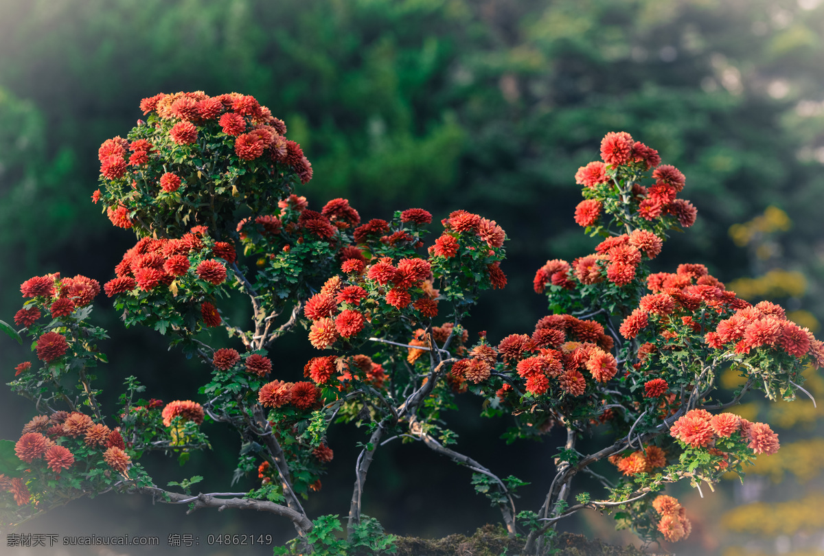 小橘红菊花 绿叶 花朵 花径 菊花 虚背景 花造型 菊花朵朵 生物世界 花草 黑色