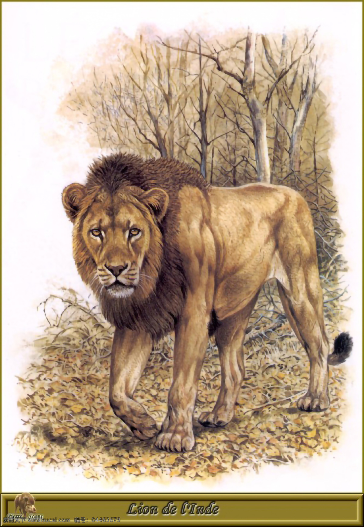狮子图片 狮子 草地上的狮子 狮子毛 公狮子 生物世界 野生动物